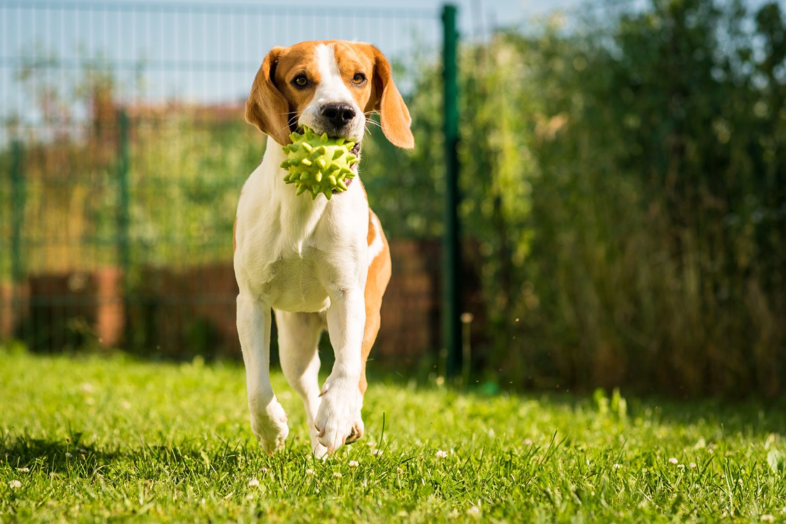 How To Socialize Your New Puppy With Other Dogs