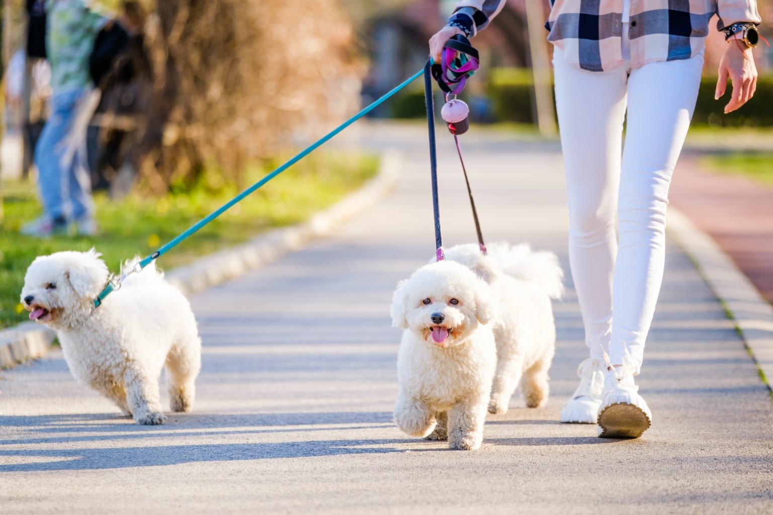 Teach Your Dog To Walk On Leash Without Pulling